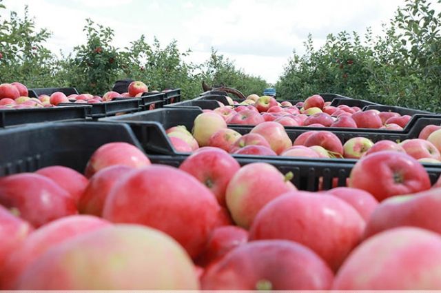 "Красный пищевик" начал прием яблок у населения, хозяйств и организаций